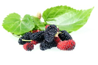 Mulberry berries and leaves